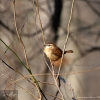 Carolina Wren in the Maryland woods