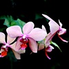 Longwood Gardens-Orchid 1