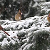 The Girls - Cardinals