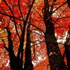 Fire Maple