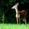 Young Buck
