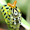 Black Swallowtail Caterpillar