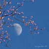 Moonlight by Day