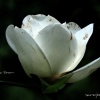 Chalice of Light - Magnolia Blossom
