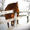 Collin-Spectacular in the Snow