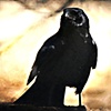 Intelligent Crow