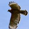 The Birds