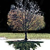 Autumn Maple - Rilke