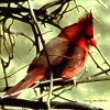 Cardinal2