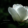Magnolia Blossoms
