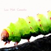 Luna Moth Caterpillar