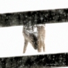 Visitor