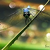 Darth Dragonfly