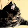 Clarice ~  Cat-napping
