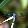 Jeweled Dragonfly