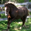 Galloping Abby