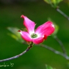 Lush Kiss of Spring