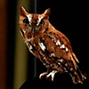 Owls