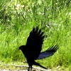 Crows