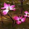 Dogwood Fog