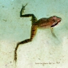 A Nice Cool Swim