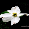 Stand Alone - Dogwood Blossom
