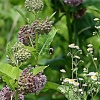 Milkweed and Bumble Bee