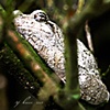 Lost in Thought - Grey Tree Frog