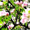 Pink Apple Blossoms