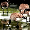 Geese & Ducks