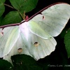 Luna Moth 08
