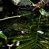 Frog and Ferns