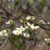 Dogwood Dreams