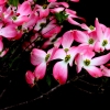 Dogwood Blossoms