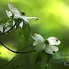 Deepwood Dogwood