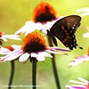 Black Swallowtail-July 08