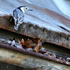 Nuthatch on the Barn Gutter