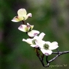 String of Pearls - Dogwood Blossoms