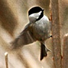 Chickadee