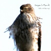 Hawks