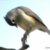 Evening Titmouse
