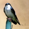 Tree Swallows