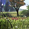 Far Afield