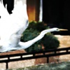 Campus Egret