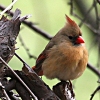 Cardinals