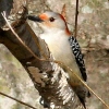 Woodpeckers