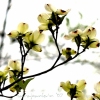 Back in the shadow of Dogwood Blossoms
