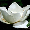 Alabaster Magnolia1-a