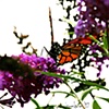 The Monarch