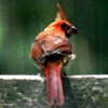 Cardinal